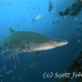 shark_tiger_sand_atlas_h_0184_nca0390.jpg